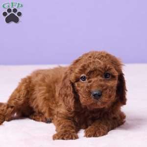 Maggie, Miniature Poodle Puppy